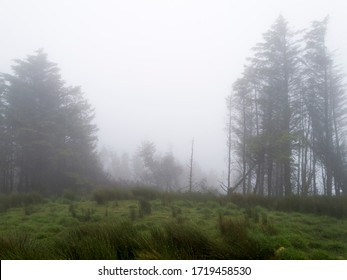 Misty Lanscape Near Bantry, Ireland