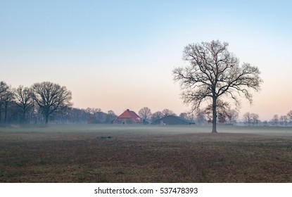 Misty meadow with solitary bare tree and farm. Nature reserve Needse Achterveld. Gelderland. The Netherlands. - Powered by Shutterstock