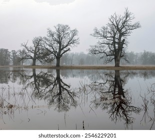 Misty morning among old trees. - Powered by Shutterstock