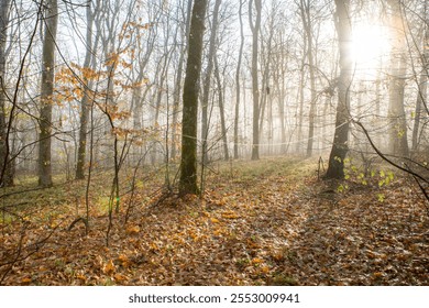 Misty morning in the autumn forest with bare trees and fallen leaves - Powered by Shutterstock