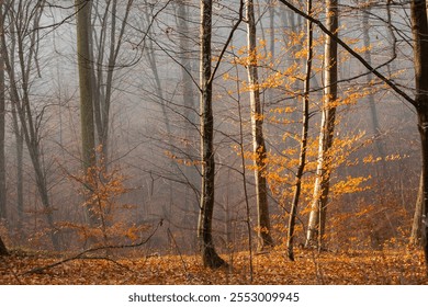 Misty morning in the autumn forest with bare trees and fallen leaves - Powered by Shutterstock