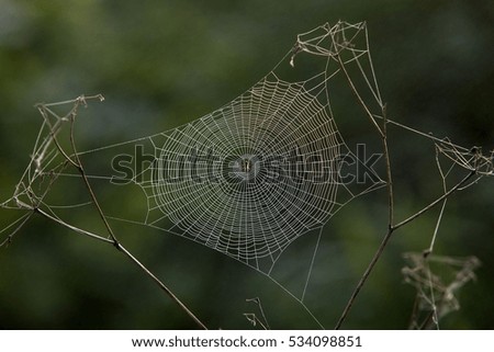 Similar – light forest Nature