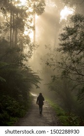 Misty Morning In The Dandenong Ranges, Melbourne