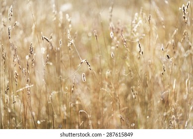 Misty Morning Field Close-up. Shallow Depth Of Field