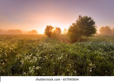 Misty Morning In The Field. Nature Of Estonia. Amazing Sunrise.