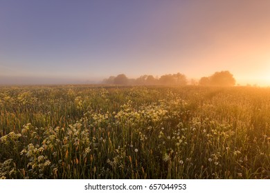 Misty Morning In The Field. Nature Of Estonia. Amazing Sunrise.