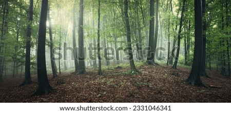 misty morning in green woods, natural forest panorama