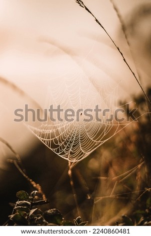 Similar – Image, Stock Photo Lavender BLUE Nature