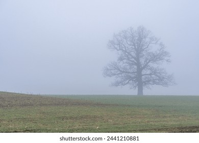 Misty Morning Landscape: Majestic Oak Tree in Field. Oak Tree in Countryside Foggy Morning. Field of Dreams: Majestic Oak Tree in Morning Fog. Serene Morning: Oak Tree Surrounded by Misty Fields. - Powered by Shutterstock