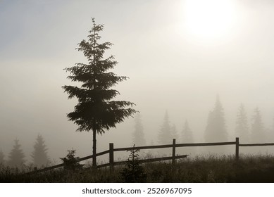 Misty morning in meadow. Single pine tree next to rustic wooden fence. Dense fog obscures the background. Sun glows faintly through mist. Silhouettes of additional pine trees emerge through fog. - Powered by Shutterstock