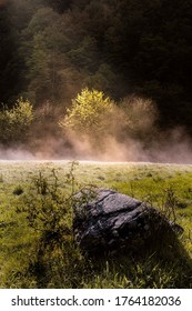 Misty Morning Near The Woods