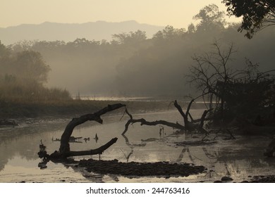 Misty Morning In Nepali Terai Jungle