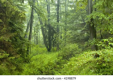 Misty morning in old alder forest - Shutterstock ID 4198879