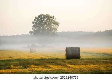 Misty morning on a grassy field with hay bales and a large solitary tree in the background. Fog creates a serene atmosphere. - Powered by Shutterstock