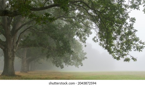 A Misty Morning On Southampton Common