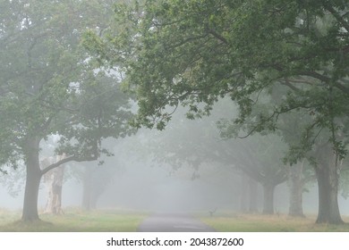 A Misty Morning On Southampton Common