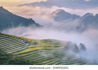 Misty Morning Over Terraced Rice Fields in Mu Cang Chai, Vietnam – Serene Landscape with Sunlit Valleys and Rolling Mountains, Ideal for Nature and Travel Themes - Powered by Shutterstock