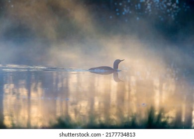 Misty Morning With A Red Throated Loon