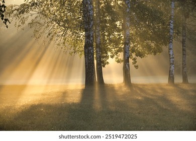 Misty morning sunlight streaming through birch trees in a serene forest, creating a tranquil and peaceful natural scene with soft, warm hues and gentle shadows. - Powered by Shutterstock