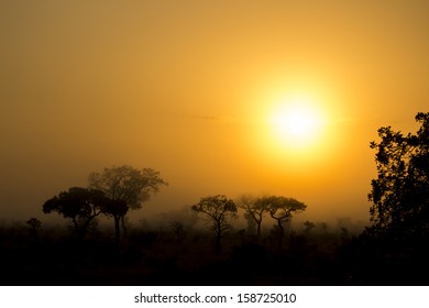 A misty morning sunrise with tree silhouettes - Shutterstock ID 158725010