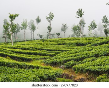 Misty morning at tea plantation, Haputale, Sri Lanka