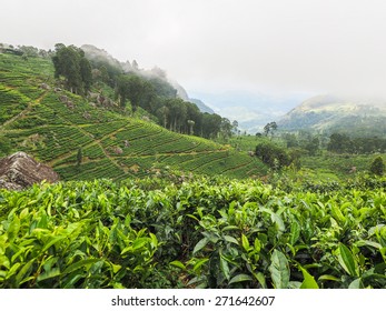 Misty morning at tea plantation, Sri Lanka
