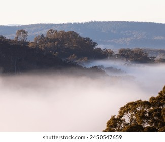 Misty Morning Valley Through The Bush  - Powered by Shutterstock