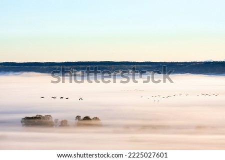 Misty morning view with flock of birds