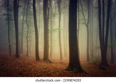 Misty Morning In The Woods