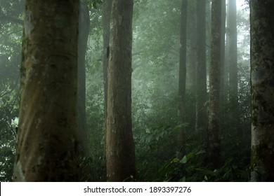 Misty Morning In The Woods. Rays Of  Light In The Forest. Mist Fog And The Trees Nature Background.