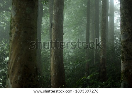 Misty morning in the woods. Rays of  light in the forest. Mist fog and the trees nature background.