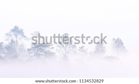 misty morning in the woods. silhouette of trees grove in thick white morning fog. pale color wood obscure by moisture in the mountains forest air.