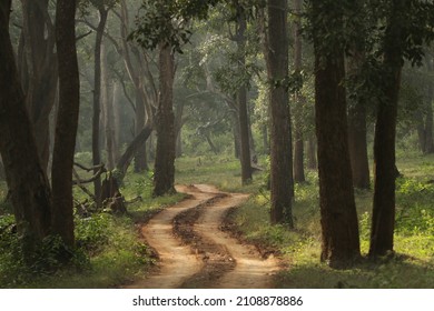 Misty Mornings In The Nagarhole National Park 