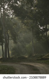 Misty Mornings In The Nagarhole National Park 