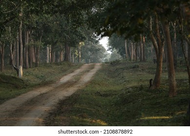 Misty Mornings In The Nagarhole National Park 