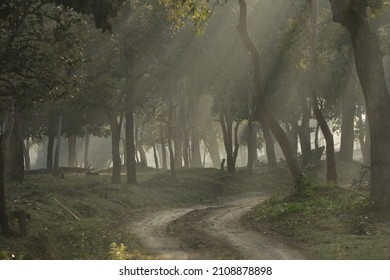 Misty Mornings In The Nagarhole National Park 