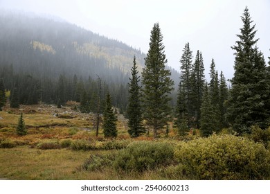 Misty Mountain Landscape with Evergreen Trees and Colorful Underbrush - Powered by Shutterstock