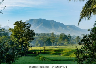 Misty Mountain Morning Over Terraced Rice Fields, Scenic dawn view, terraced rice paddies, lush greenery, mountain backdrop shrouded in light mist - Powered by Shutterstock