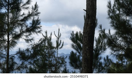 misty mountain range seen through a dense pine forest, with a hint of blue sky. - Powered by Shutterstock