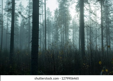Misty Nordic Forest