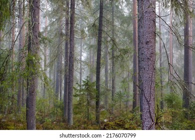 Misty Nordic Forest In The Autumn