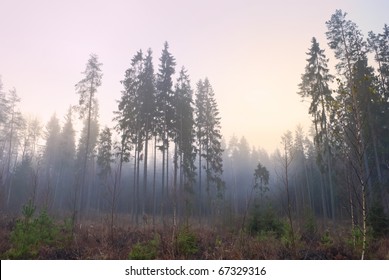 Misty Nordic Forest In Early Rose Morning