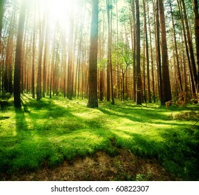Misty Old Forest - Powered by Shutterstock
