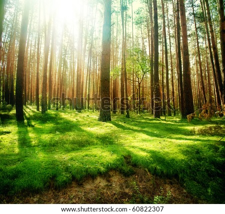 Misty Old Forest