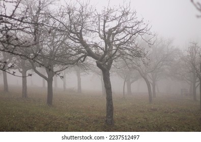 Misty orchard. Bare trees in late autumn afternoon. Mysterious image on a garden covered with fog. Foggy day in an orchard with scary trees with no leaves. Image of cold and unpleasant weather. - Shutterstock ID 2237512497