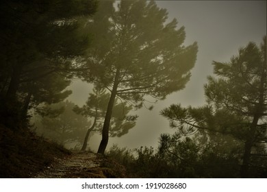 Misty path in pine forest