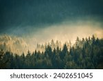 Misty pine forest on the mountain slope in a nature reserve