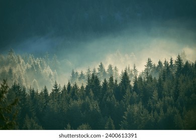 Misty pine forest on the mountain slope in a nature reserve