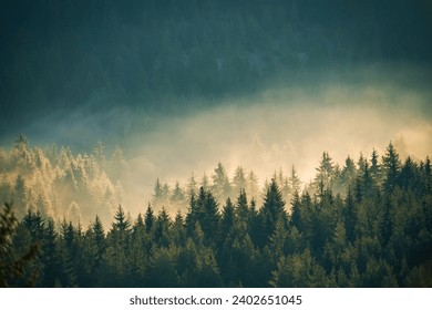Misty pine forest on the mountain slope in a nature reserve - Powered by Shutterstock