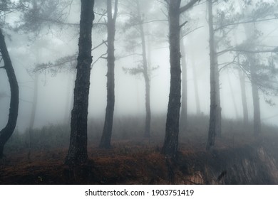 In the misty pine forest In the summer morning 